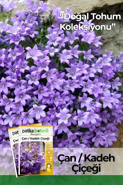 100 Adet Çan Kadeh (Campanula L.) Çiçek Tohumu