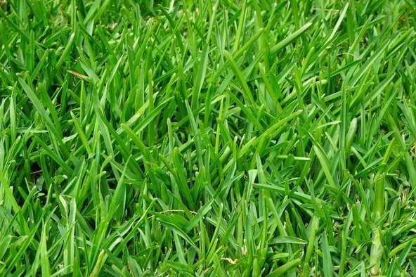 İngiliz Çimi (Lolium Perenne) 1 KG Çim Tohumu - 5