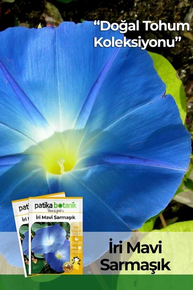 30 Adet İri Mavi Sarmaşık Çiçek Tohumu