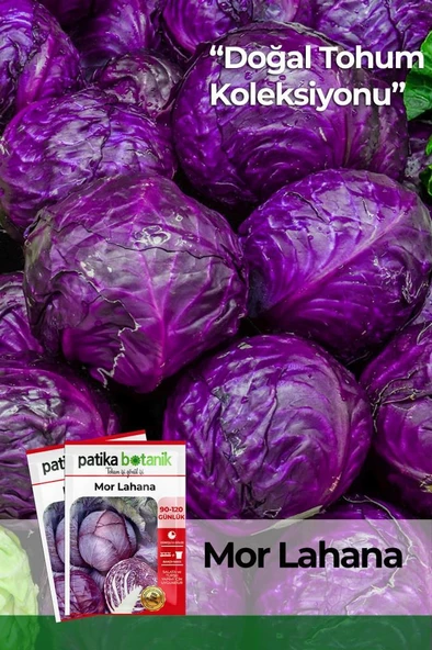 400 Adet Yerli Ata Kırmızı (Mor) Lahana Tohumu ürün görseli