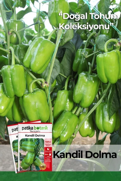 150 Adet Yerli Ata Kandil Dolma Biber Tohumu ürün görseli