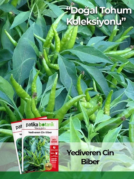 200 Adet Yediveren Cin Biber Tohumu (Yukarı Bakan) - 1