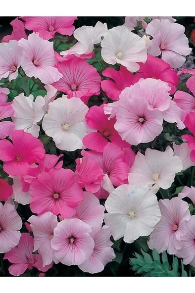 25 Adet Pamuk Çiçeği Tohumu - Resim 3