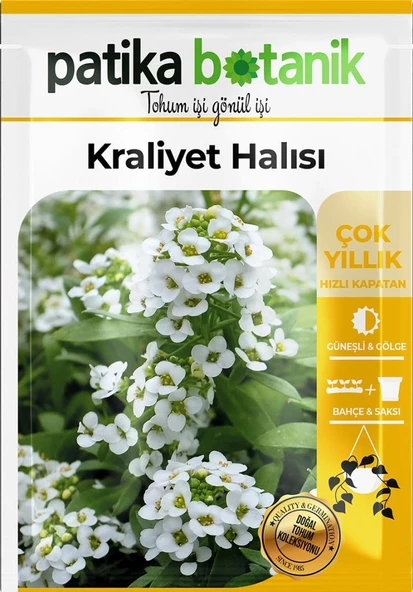 100 Adet Kraliyet Halısı Çiçek Tohumu - 2