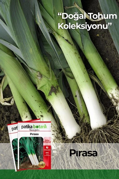 1000 Adet İnegöl Pırasa Tohumu ürün görseli