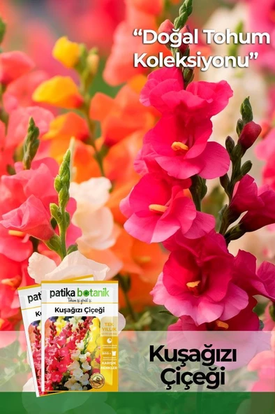 100 Adet Kuşağzı (Aslanağzı) (Antirrhinum Majus) Çiçek Tohumu