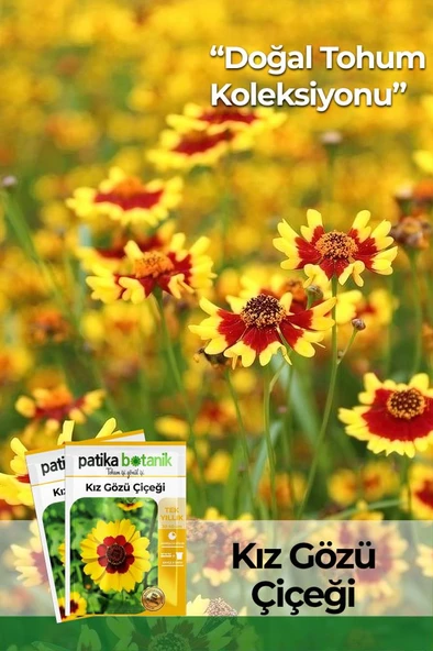 100 Adet Kız Gözü (Coreopsis Tinctoria) Çiçek Tohumu - 1