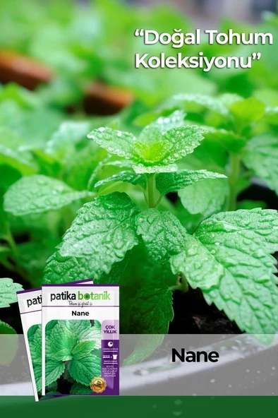 75 Adet Ata Tohumu Yerli Nane (Mentha)