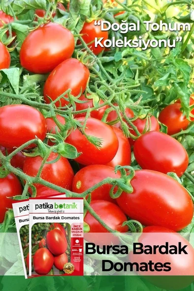 150 Adet Yerli Ata Bursa Domates Tohumu ürün görseli