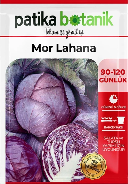 400 Adet Yerli Ata Kırmızı (Mor) Lahana Tohumu - Resim 2