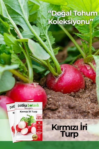 500 Adet İri Kırmızı Turp Tohumu ürün görseli