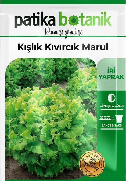 2000 Adet Kışlık Kıvırcık Marul Tohumu - 2