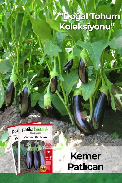 150 Adet Yerli Ata Kemer Patlıcan Tohumu ürün görseli