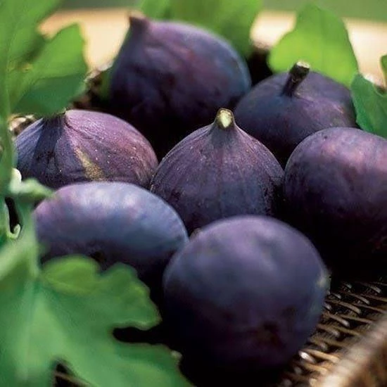 İncir Fidanı DÜRDANE Siyah Bursa Yediveren İnciri Fidanı, Torbada - Resim 2