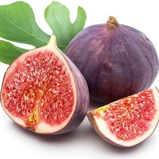 İncir Fidanı DÜRDANE Siyah Bursa Yediveren İnciri Fidanı, Torbada ürün görseli