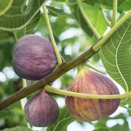 İncir Fidanı MOR GÜZ Yediveren İnciri Fidanı, Torbada - 1