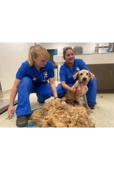 Pazariz Kedi Köpek Şarjlı Tıraş Makinesi Y5 Profesyonel Pet Tıraş Makinesi - 2