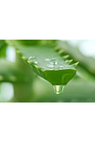 Pazariz Organik Aloe Vera Jel %99 270 Ml - 2