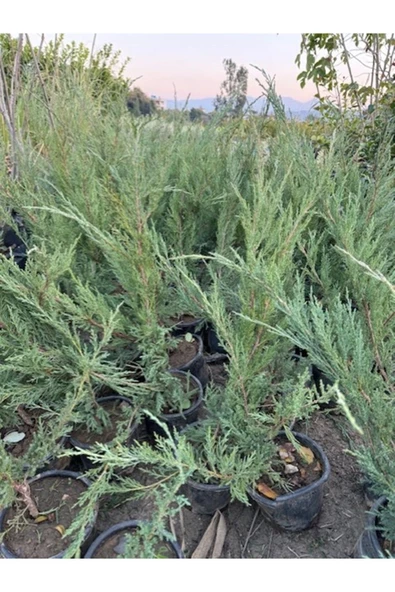 5 adet SAKSIDA YAYILICI ARDIÇ FİDANI BOY 40-50 CM - 3