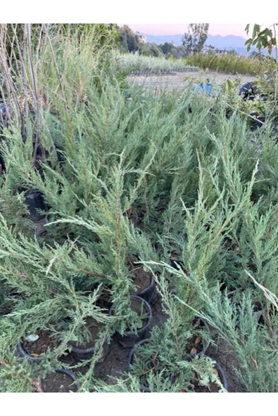 2 adet SAKSIDA YAYILICI ARDIÇ FİDANI BOY 40-50 CM - 2