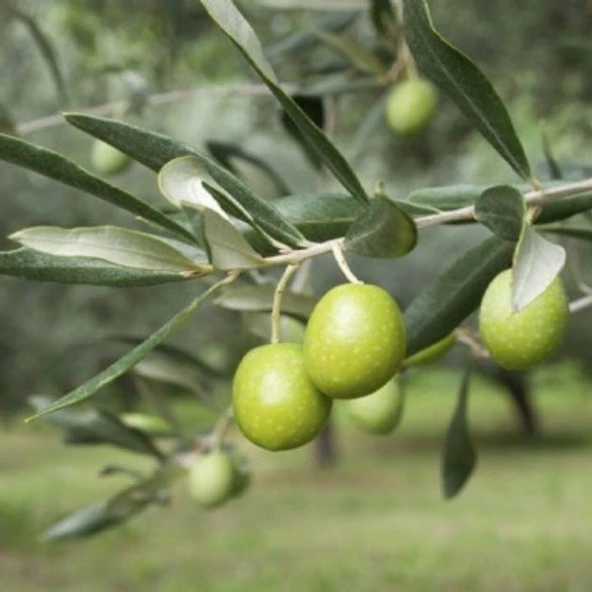 Her Bölgeye Uygun Sıkımlık ve Sofralık Tüplü Manisa Saurani Zeytini Fidanın ürün görseli
