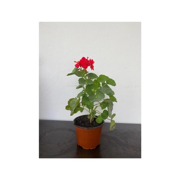 Ateş Kırmızı Sardunya Fidesi 10-20 cm - Resim 2