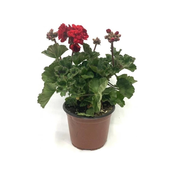 Ateş Kırmızı Sardunya Fidesi 10-20 cm ürün görseli