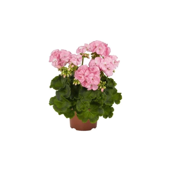 Sardunya Çiçeği Fidesi Pembe Renk 10-20 cm