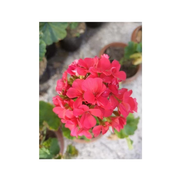 Mercan Kırmızı Sardunya Fidesi 10-20 cm - 3