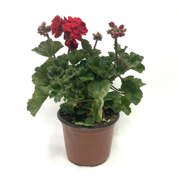 Sardunya Çiçeği Saksı'da Pelargonium Kırmızı Renk 10-20 cm