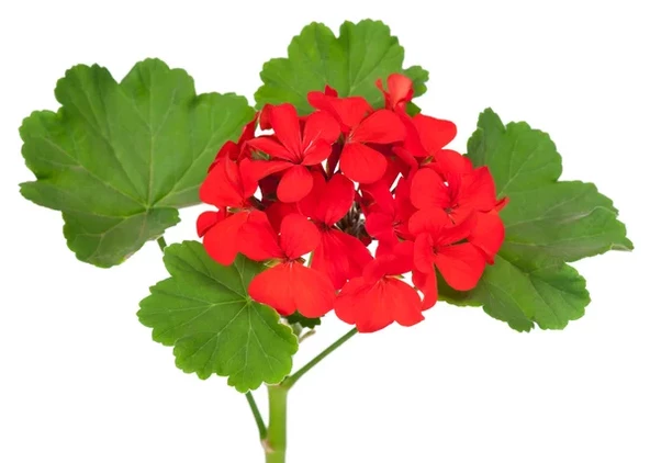 Sardunya Çiçeği Saksı'da Pelargonium Kırmızı Renk 10-20 cm - Resim 3