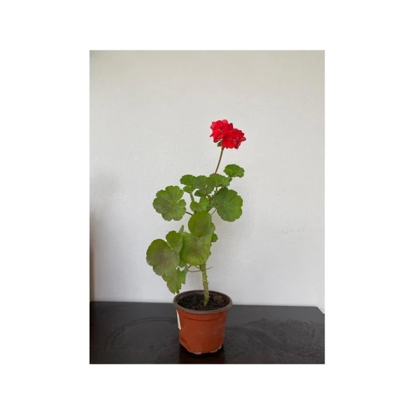 Bayrak Kırmızı Sardunya Fidesi 10-20 cm - Resim 2