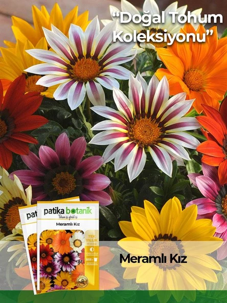 20 Adet Meramlı Kız (gazania Splendens) Çiçek Tohumu