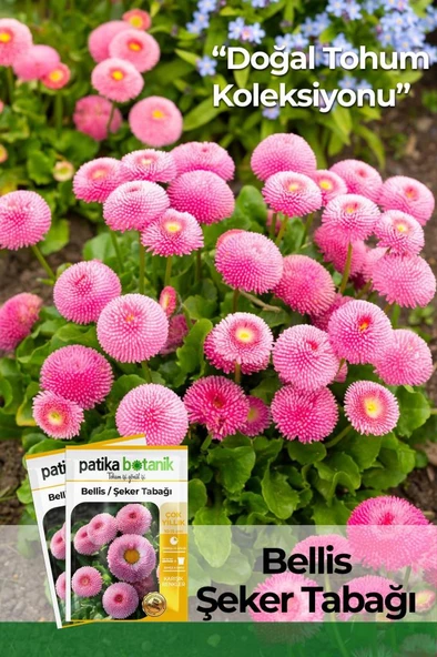 20 Adet Bellis - Şeker Tabağı Tohumu