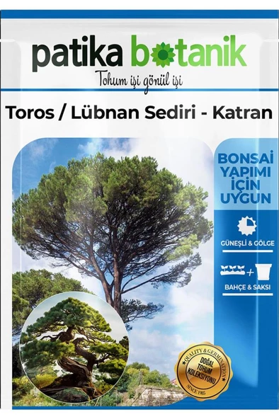 20 Adet Toros Sediri Ağaç Tohumu - 2