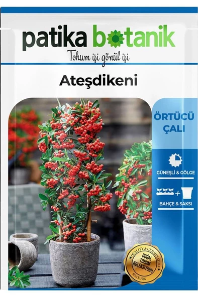 15 Adet Ateşdikeni Ağaç Tohumu - 2