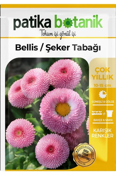 20 Adet Bellis - Şeker Tabağı Tohumu - 2