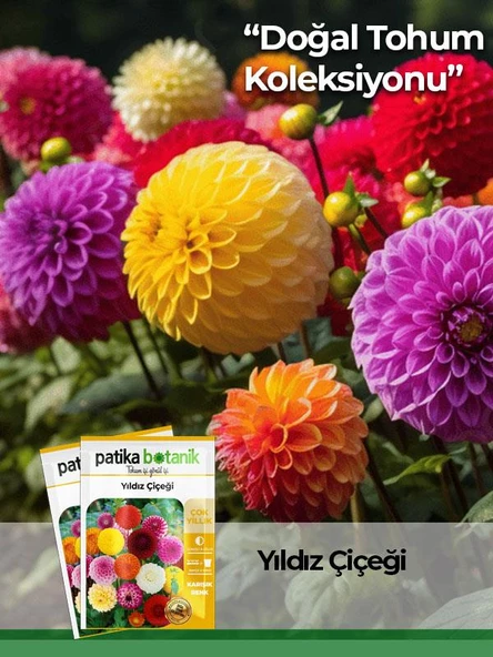 30 Adet Yıldız (dahlia) Çiçek Tohumu - 1