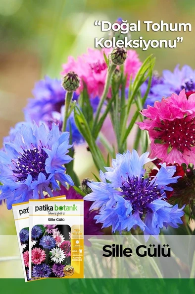 Kontur (centaurea) Çiçek Tohumu 50 Adet