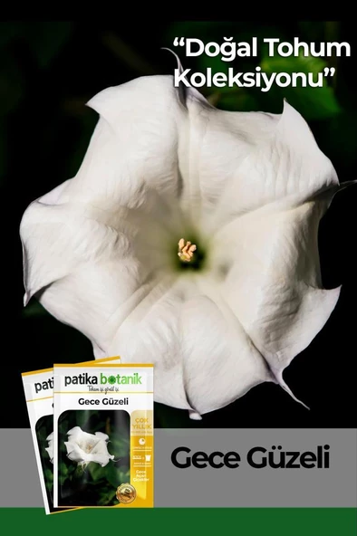 15 Adet Gece Güzeli (Datura L.) Çiçek Tohumu - 1