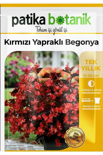 20 Adet Kırmızı Yapraklı Begonya Tohumu - 2