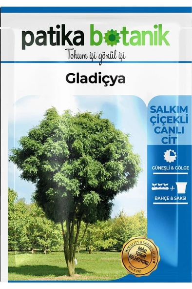 5 Adet Gladiçya Ağaç Tohumu - 2