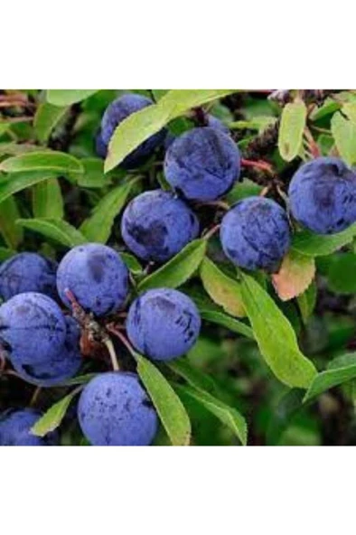 30 Adet Dağ (Güvem-Domuz) Eriği Tohumu - 4