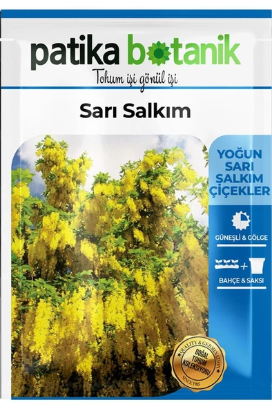20 Adet Sarı Salkım Ağaç Tohumu - 2