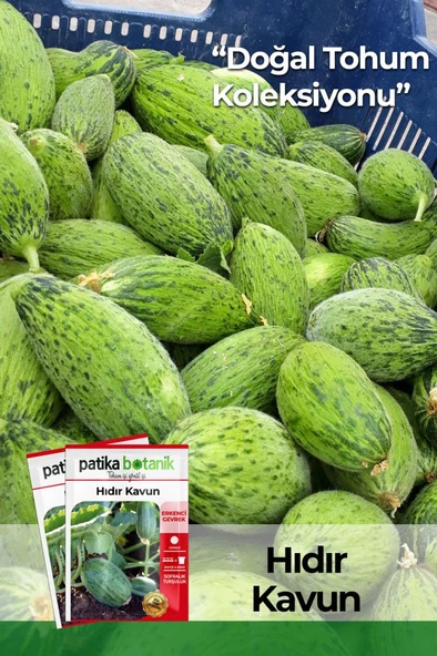 20 Adet Hıdır Kavun Tohumu
