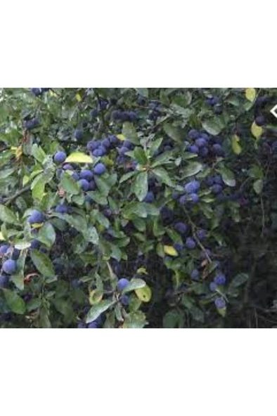 30 Adet Dağ (Güvem-Domuz) Eriği Tohumu - 6