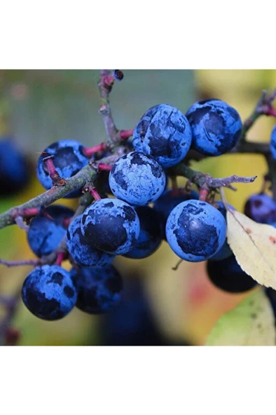 30 Adet Dağ (Güvem-Domuz) Eriği Tohumu