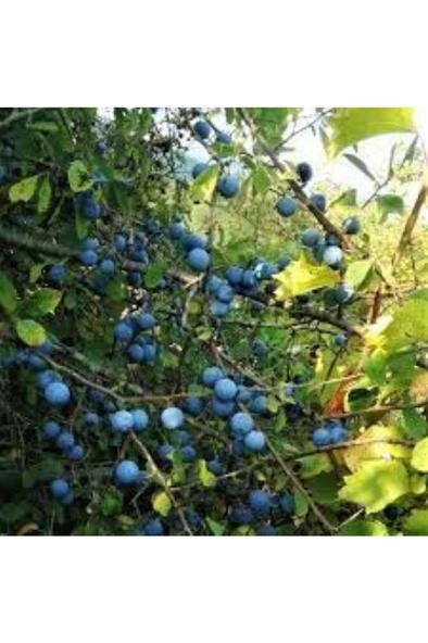 30 Adet Dağ (Güvem-Domuz) Eriği Tohumu - 5