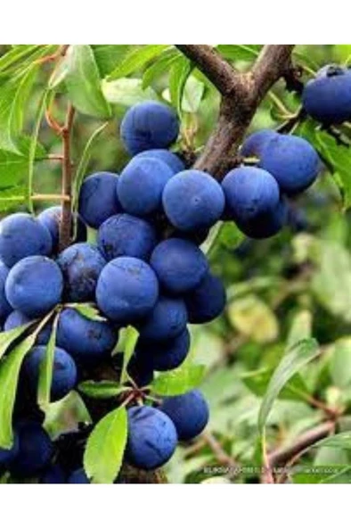 30 Adet Dağ (Güvem-Domuz) Eriği Tohumu - 7