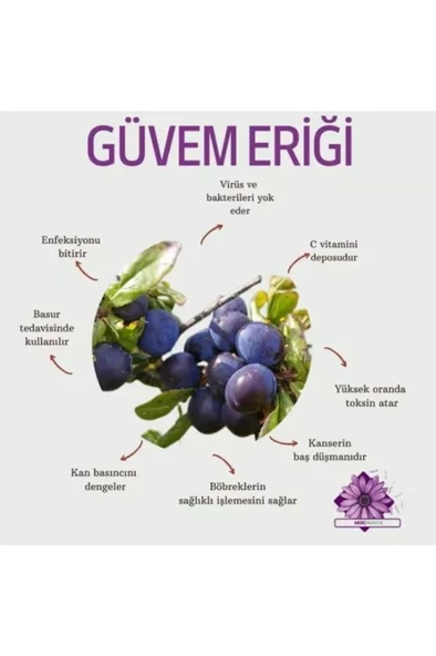 30 Adet Dağ (Güvem-Domuz) Eriği Tohumu - 2